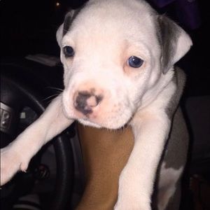 Meet your Posher, Drayden